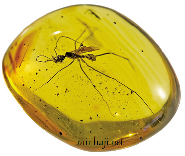 أحفورة حشرة كاملة محفوظة في الكهرمان أحفورة حشرة كاملة محفوظة في الكهرمان